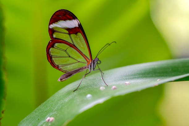istock Glasswing Butterfly (Greta oto) in a summer garden 1176214833