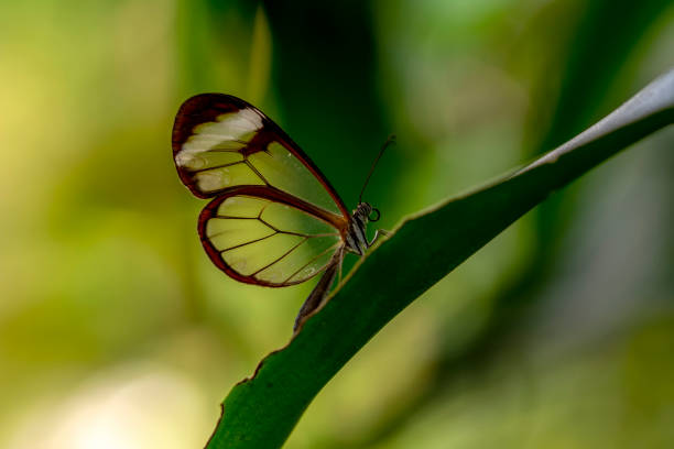 istock Glasswing Butterfly (Greta oto) in a summer garden 1176214892