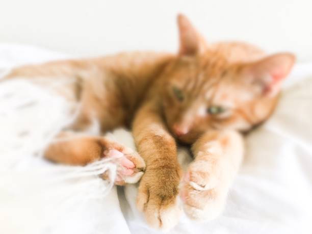 istock Tabby cat relaxing white background paws closeup 1176214898