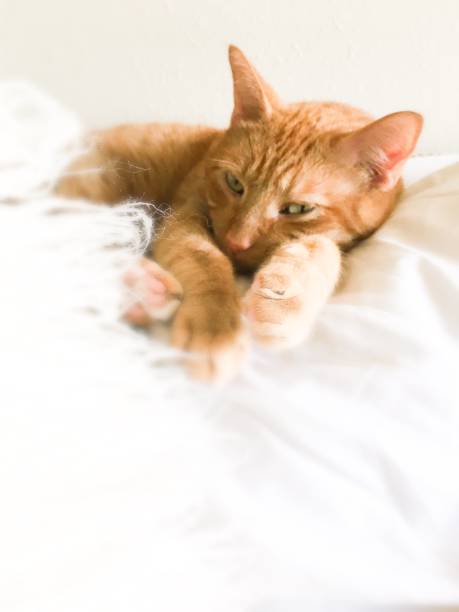 istock Tabby cat relaxing white background paws closeup 1176214922