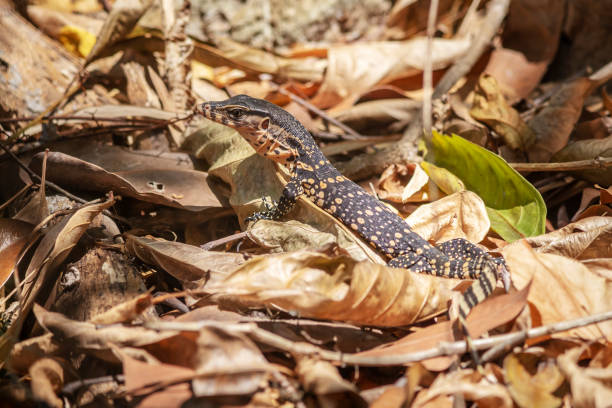 istock The oriental garden lizard 1176215039