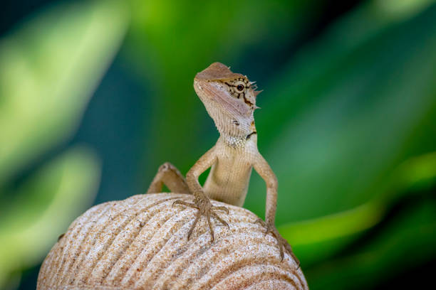 istock The oriental garden lizard 1176215127