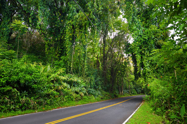 célèbre route à hana chargé de ponts étroits à une voie, virages en épingle à cheveux et des vues incroyables île, maui, hawaii - hawaii islands hana maui curve photos et images de collection