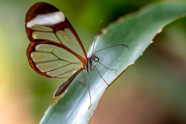 istock Glasswing Butterfly (Greta oto) in a summer garden 1176215981