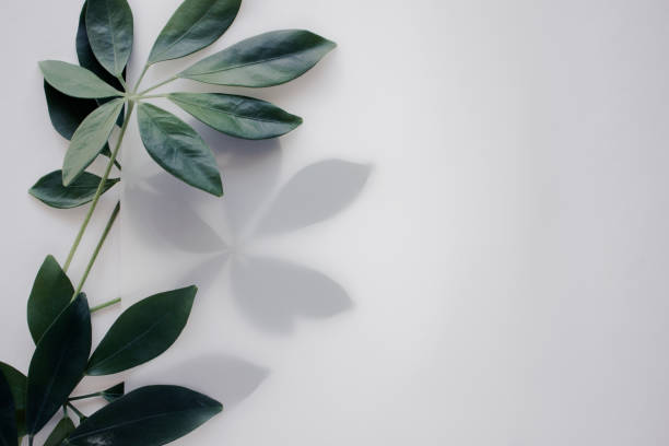 istock Tropical leaves with paper on white table. Flat lay, closeup view 1176217410