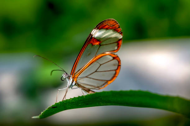 istock Glasswing Butterfly (Greta oto) in a summer garden 1176217618
