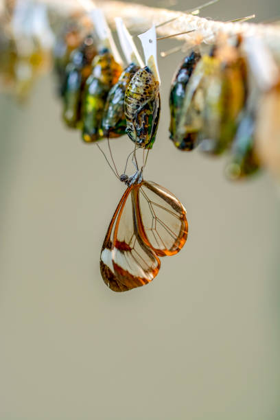 Glasswing Butterfly (Greta oto) in a summer garden