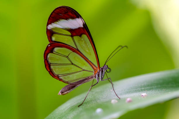 istock Glasswing Butterfly (Greta oto) in a summer garden 1176217808