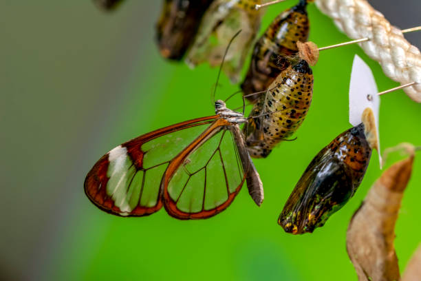 istock Glasswing Butterfly (Greta oto) in a summer garden 1176217833