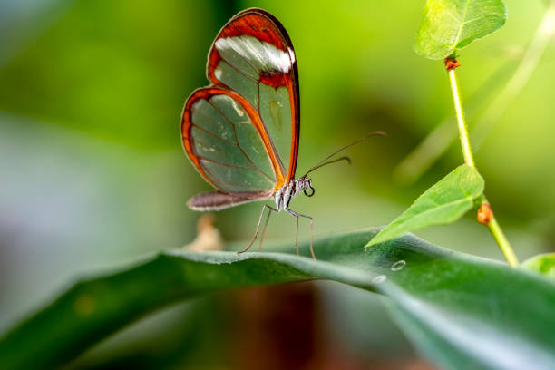 istock Glasswing Butterfly (Greta oto) in a summer garden 1176218424