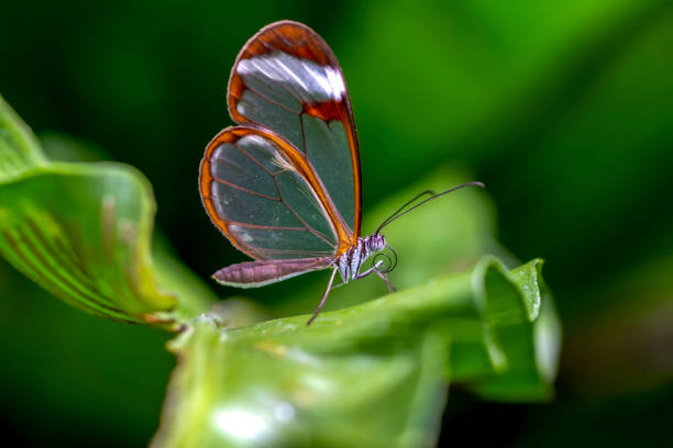istock Glasswing Butterfly (Greta oto) in a summer garden 1176218431