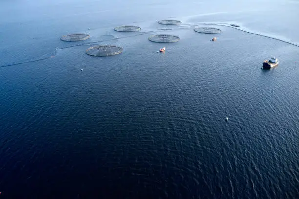 Fish farm salmon marine sea nets farming at Loch Fyne Scotland