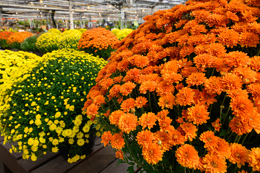 Cultivation of orange and yellow diminishing view of flowering chrysanthemum flowers