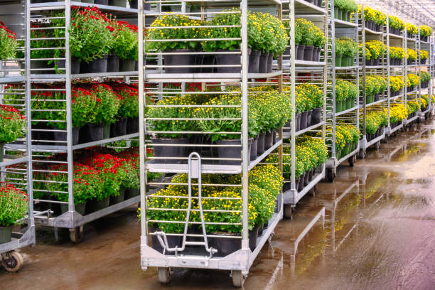 Brightly colored chrysanthemums on shelf carts in hothouse.