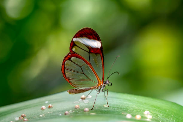 istock Glasswing Butterfly (Greta oto) in a summer garden 1176219161