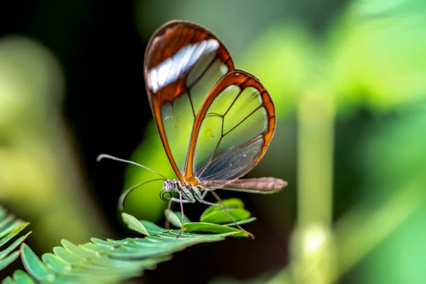 istock Glasswing Butterfly (Greta oto) in a summer garden 1176219189