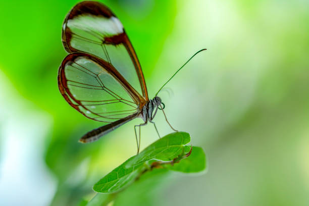 istock Glasswing Butterfly (Greta oto) in a summer garden 1176219277