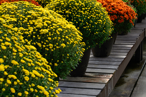 Cultivation of orange and yellow diminishing view of flowering chrysanthemum flowers