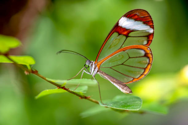 istock Glasswing Butterfly (Greta oto) in a summer garden 1176219365