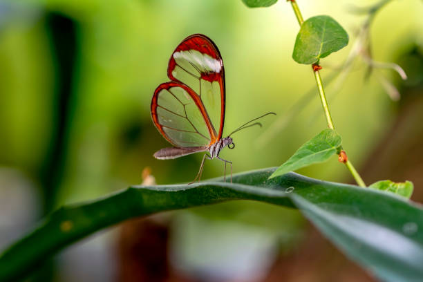 istock Glasswing Butterfly (Greta oto) in a summer garden 1176219969