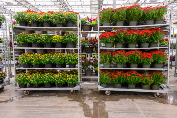istock Chrysanthemum on metal carts in warehouse 1176219986
