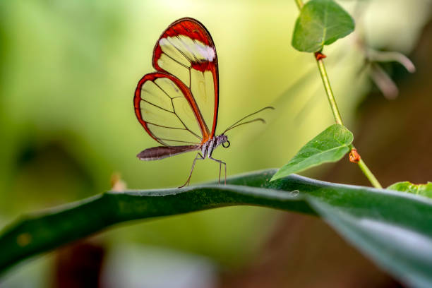 istock Glasswing Butterfly (Greta oto) in a summer garden 1176220370