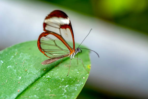 istock Glasswing Butterfly (Greta oto) in a summer garden 1176220412