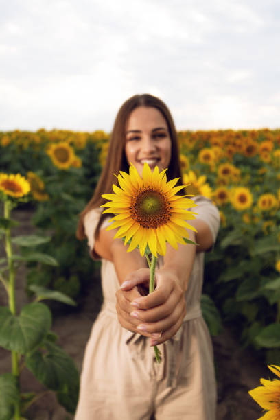Beautiful young woman posing in sunflower field