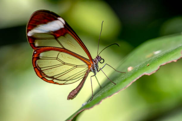 istock Glasswing Butterfly (Greta oto) in a summer garden 1176221299