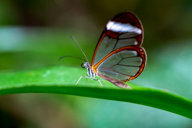istock Glasswing Butterfly (Greta oto) in a summer garden 1176221377