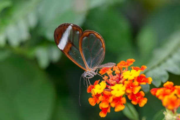 istock Glasswing Butterfly (Greta oto) in a summer garden 1176221485