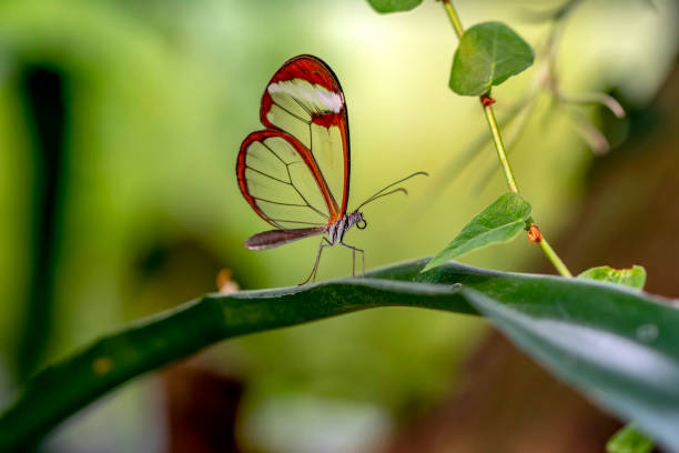 istock Glasswing Butterfly (Greta oto) in a summer garden 1176221612