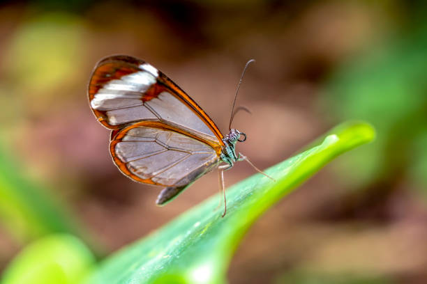 istock Glasswing Butterfly (Greta oto) in a summer garden 1176222360