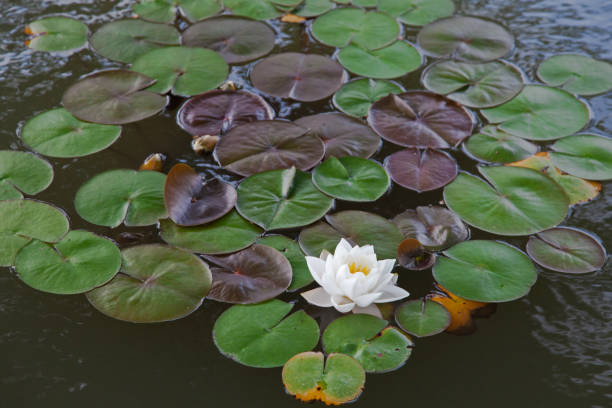 istock Water Lilies on the Lake 1176222743