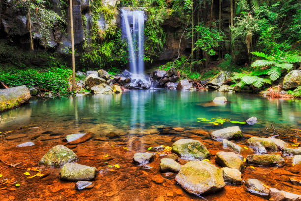 piedras qld wf mt tamb hor - rainforest waterfall australia forest fotografías e imágenes de stock