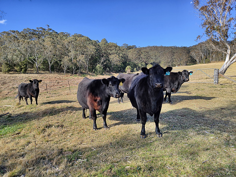 Black angus steers bulls on green pasture property in agricultural farm of regional NSW on a sunny day looking at camera.