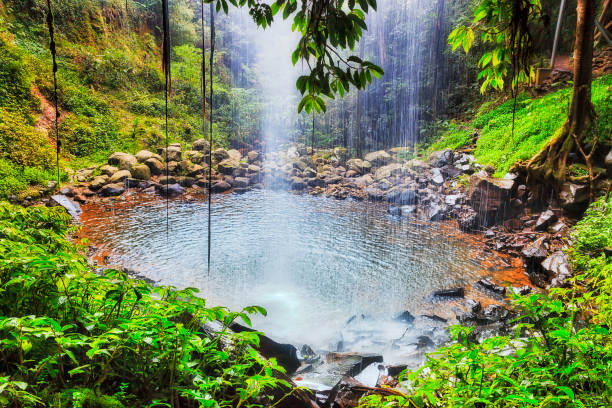 dnp dentro da queda de cristal - tropical rainforest waterfall rainforest australia - fotografias e filmes do acervo