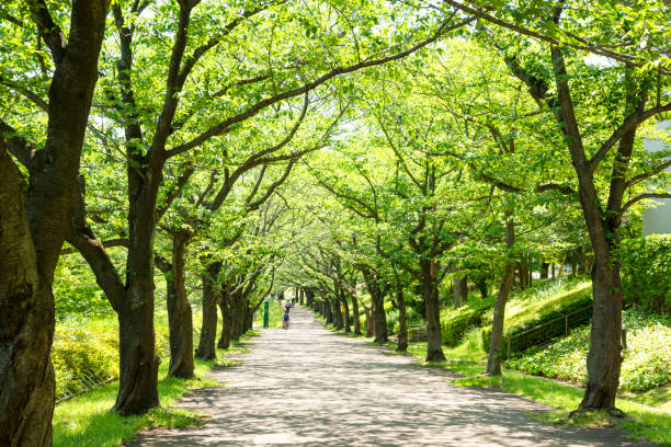 istock Beautiful tree-lined road in japan 1176226224
