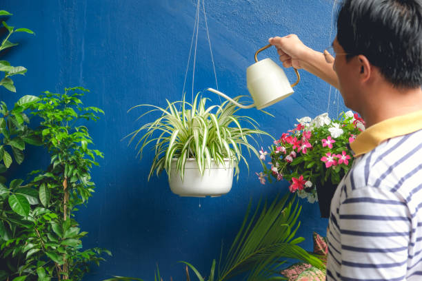 Asian man watering plant at home, Businessman taking care of Chlorophytum comosum ( Spider plant ) in white hanging pot Asian man watering plant at home, Businessman taking care of Chlorophytum comosum ( Spider plant ) in white hanging pot after work, on the weekend, Air purifying plants for home, Stress relief concept spider plant stock pictures, royalty-free photos & images