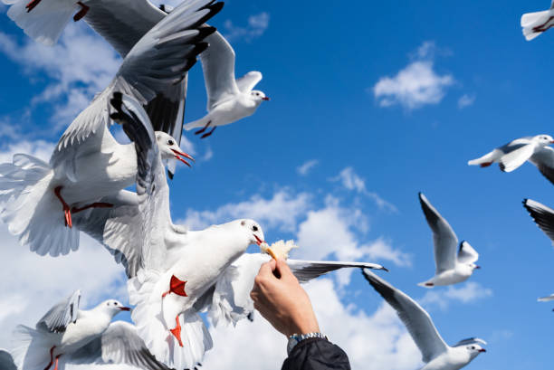 istock Seagulls get food from people / Image of seabird 1176228105