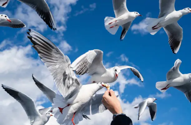 Seagulls get food from people / Image of seabird