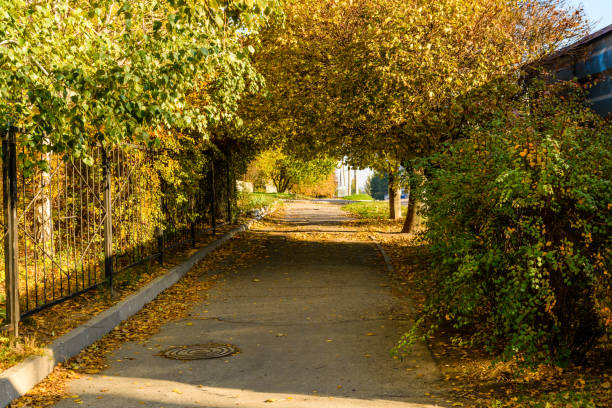 Alley with maple trees in city park on autumn