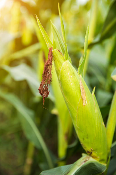 corn,plant,agriculturecorn,plant,agriculture