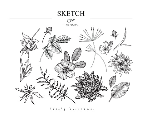 Sketch Floral Botany set. Chrysanthemum,Fuchsia,Wild rose, Camassia,Primrose flower and leaf drawings. Black and white with line art on white backgrounds. Hand Drawn Illustrations.Vintage styles.