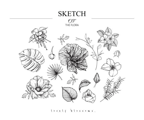 Sketch Floral Botany set. Sketch Floral Botany set. Fuchsia, Hibiscus, Apple, Anemone, primrose flower and leaf drawings. Black and white with line art on white backgrounds. Hand Drawn Botanical Illustrations.Vintage styles. apple blossom stock illustrations