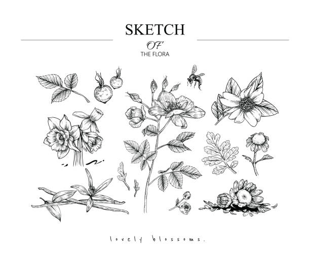 Sketch Floral Botany set. Sketch Floral Botany set. Camellia, Rose, Narcissus, Fever few, Vanilla flower and leaf drawings. Black and white with line art on white backgrounds. Hand Drawn Illustrations.Vector.Vintage styles. camellia plant stock illustrations