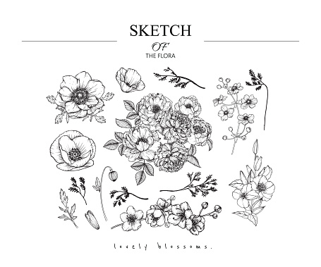 Sketch Floral Botany set. Peony,Anemone,Poppy,Primrose, Sakura, California poppy flower and leaf drawings. Black and white with line art on white backgrounds. Hand Drawn Illustrations.Vintage styles.