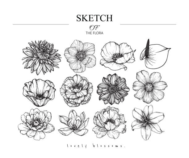 ilustrações de stock, clip art, desenhos animados e ícones de sketch floral botany set. - dália