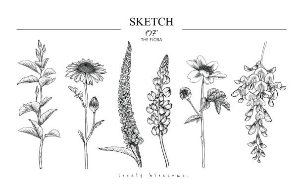 Sketch Floral Botany set. Sketch Floral set. Magnolia, Daisy, Veronica, Lupin, Peony, Wisteria  flower drawings. Black and white with line art on white backgrounds. Hand Drawn Botanical Illustrations.Vector.Vintage styles lupine flower stock illustrations