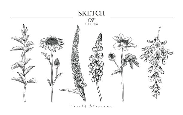 Sketch Floral Botany set. Sketch Floral set. Magnolia, Daisy, Veronica, Lupin, Peony, Wisteria  flower drawings. Black and white with line art on white backgrounds. Hand Drawn Botanical Illustrations.Vector.Vintage styles wild flowers stock illustrations